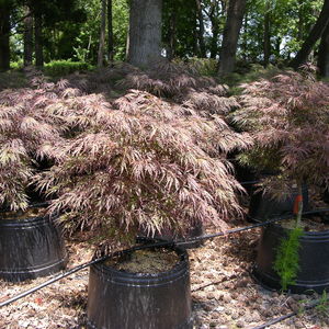 Acer palmatum dissectum ‘Crimson Queen’