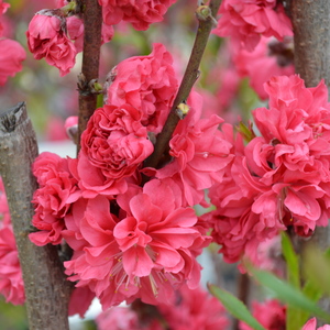Prunus subhirtella 'Pendula Plena Rosea' - 'Double Red Flowering Peach'