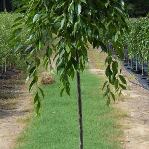 Prunus subhirtella 'Pendula Plena Rosea' - Double Subhirtella  4' or 6'