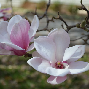 Magnolia liliflora x M stellata 'Jane'  