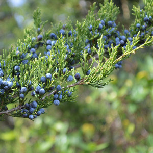 Juniperus virginiana 'Grey Owl' 